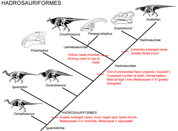 Geol 104 Lecture 19: Ornithopoda: Beaks, Bills & Crests