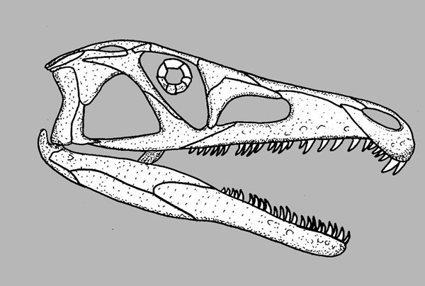 GEOL431 - Vertebrate Paleobiology