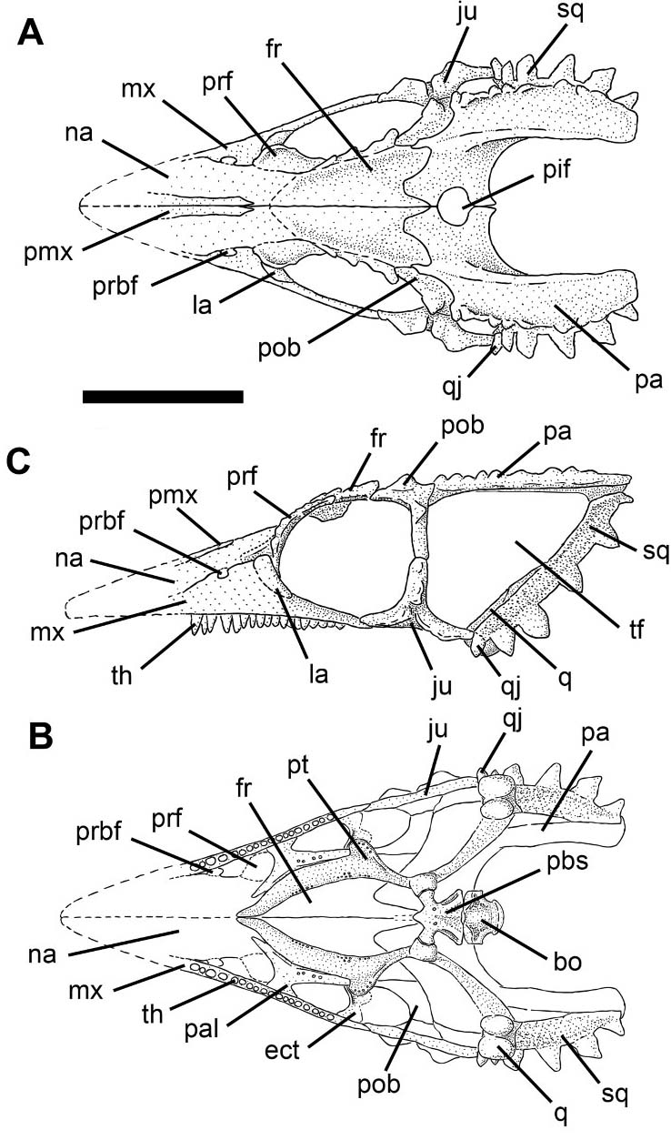 Coelurosauravus - Wikipedia