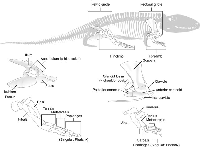Origin of the vertebrate pectoral girdle and pectoral fins – overturned