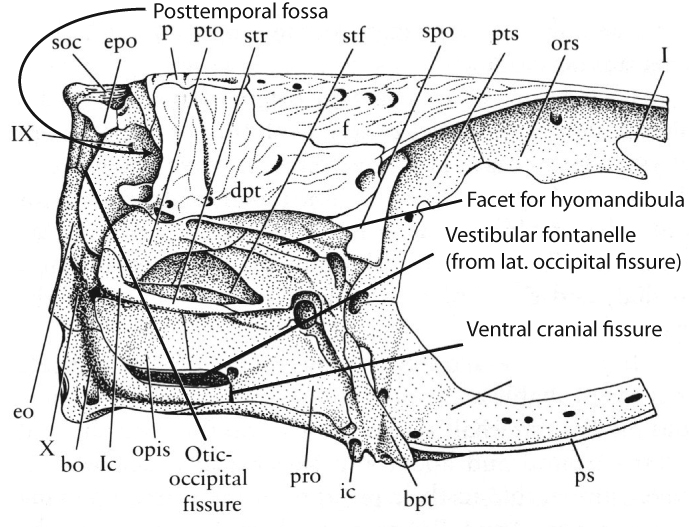 GEOL431 - Vertebrate Paleobiology