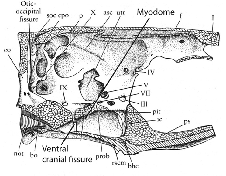 GEOL431 - Vertebrate Paleobiology