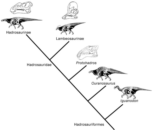 GEOL 104 Lecture 17: Ornithopoda: Beaks, bills & crests