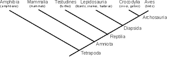 GEOL 104 Lecture 11: Systematics II: The Tree of Life